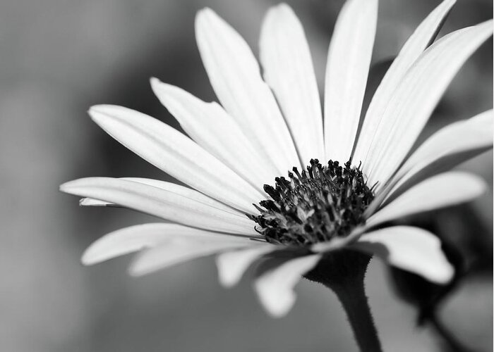 Black And White Greeting Card featuring the photograph Bright Petals by Mary Anne Delgado