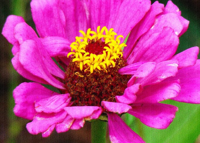 Zinnia Greeting Card featuring the photograph Bright Pink Zinnia by Sue Melvin