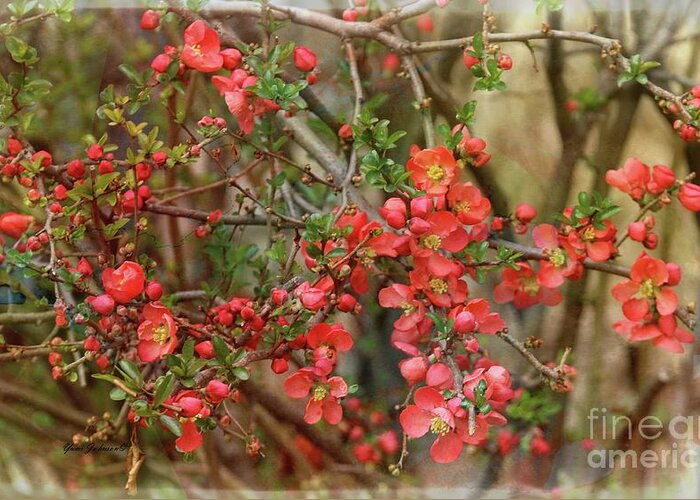 Japanese Quince Greeting Card featuring the photograph Brighten my garden by Yumi Johnson