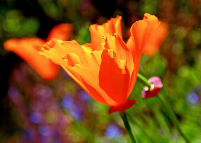 California Poppies Greeting Card featuring the photograph Brilliant Spring Poppies by Rona Black