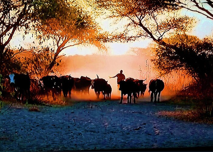 Africa Greeting Card featuring the photograph Bringing In The Herd by CHAZ Daugherty