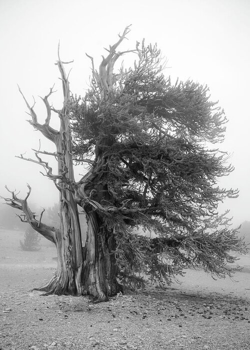 Bristlecone Greeting Card featuring the photograph Bristlecone Mist by Dusty Wynne