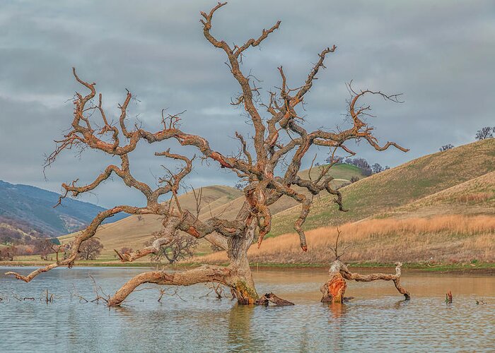 Landscape Greeting Card featuring the photograph Broken Tree in Water by Marc Crumpler