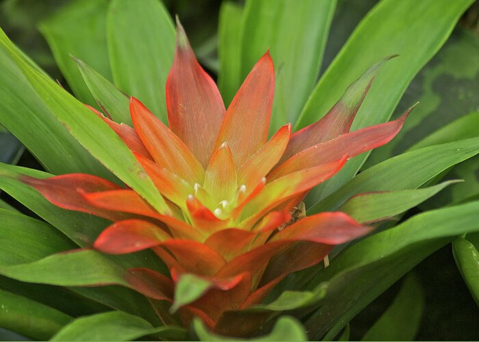 Bromeliad Greeting Card featuring the photograph Bromeliad by Michael Peychich