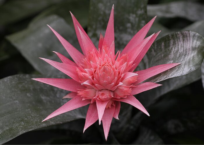 Spiky Greeting Card featuring the photograph Bromeliad by Tammy Pool