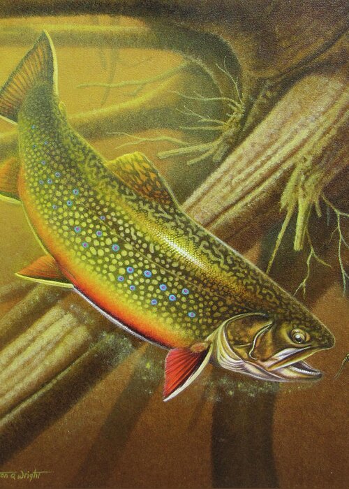 Jon Q Wright Brook Trout Fly Fishing Fly Fish Fishing Nymph Stream River Lake Greeting Card featuring the painting Brook Trout Cover by JQ Licensing