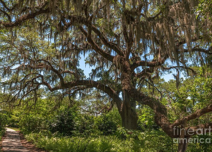 Live Oak Tree Greeting Card featuring the photograph Brookgreen Gardens Live Oak Tree by Dale Powell