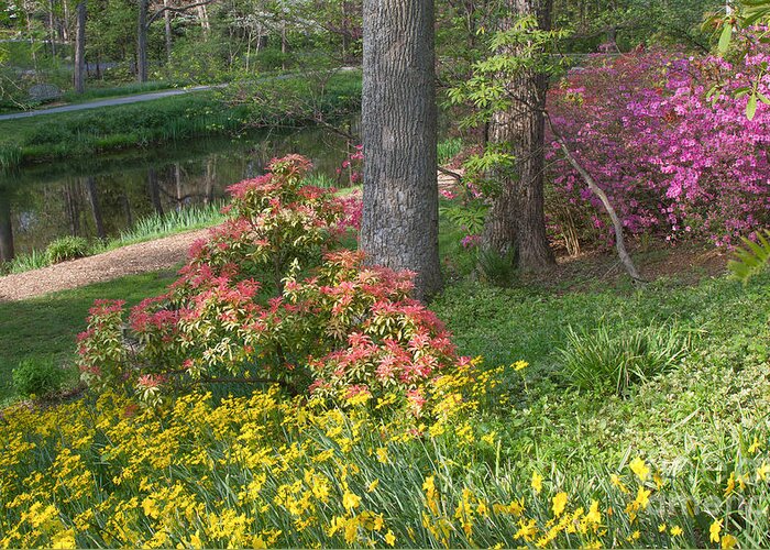 Spring Landscapes Greeting Card featuring the photograph Brookside Gardens 8 by Chris Scroggins
