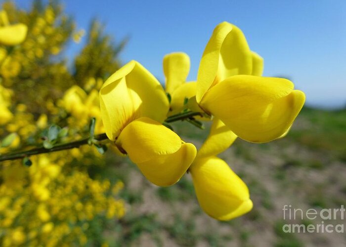 Beautiful Greeting Card featuring the photograph Broom In Bloom 4 by Jean Bernard Roussilhe