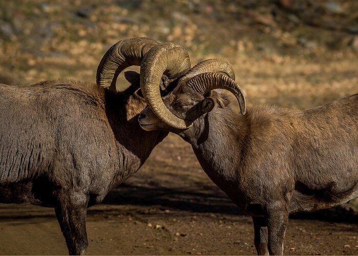Rams Greeting Card featuring the photograph Brotherly Love by Gary Kochel