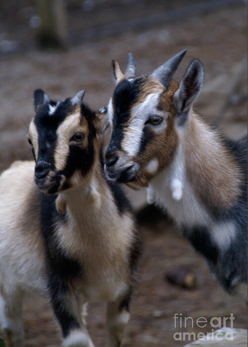 Goat Greeting Card featuring the photograph Brothers by Linda Shafer