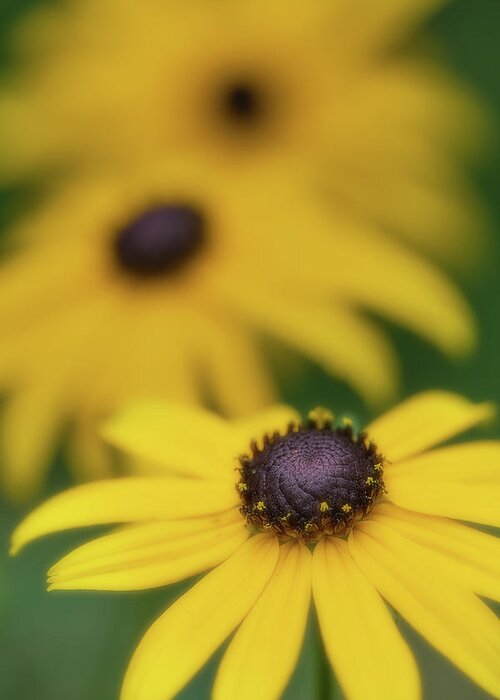 Flower Greeting Card featuring the photograph Brown Eyed Susan by Bob Cournoyer