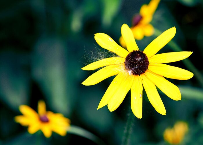 Flower Greeting Card featuring the photograph Brown Eyed Susan by Jame Hayes