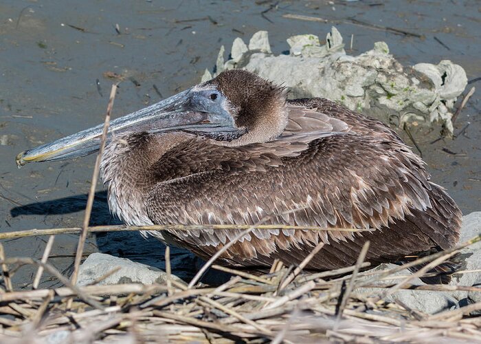 Pelican Greeting Card featuring the photograph Brown Pelican 3 March 2018 by D K Wall