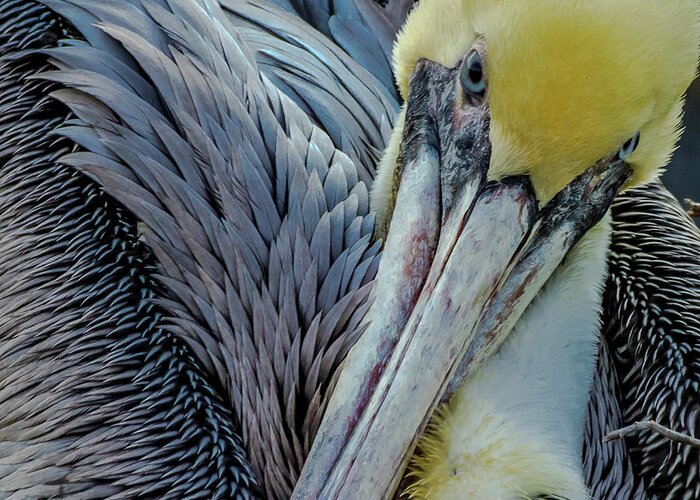 Beak Greeting Card featuring the photograph Brown Pelican by Bill Gallagher