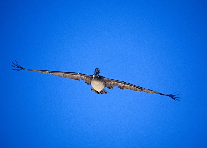 Brown Pelican Greeting Card featuring the photograph Brown Pelican Flying by John Harmon