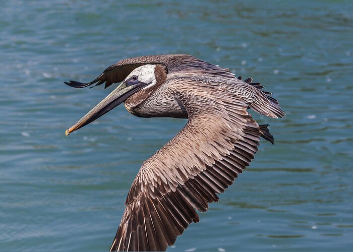 Florida Greeting Card featuring the photograph Brown Pelican in Flight by Paul Schultz