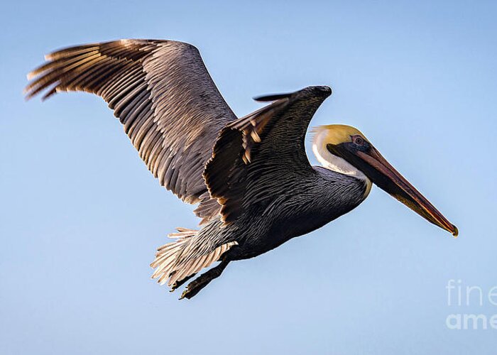 Nature Greeting Card featuring the photograph Brown Pelican In Flight - Pelecanus Occidentalis by DB Hayes