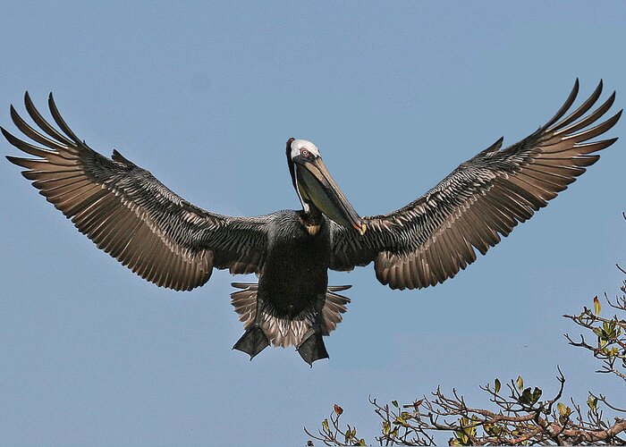 Brown Pelican Greeting Card featuring the photograph Brown Pelican by Larry Linton