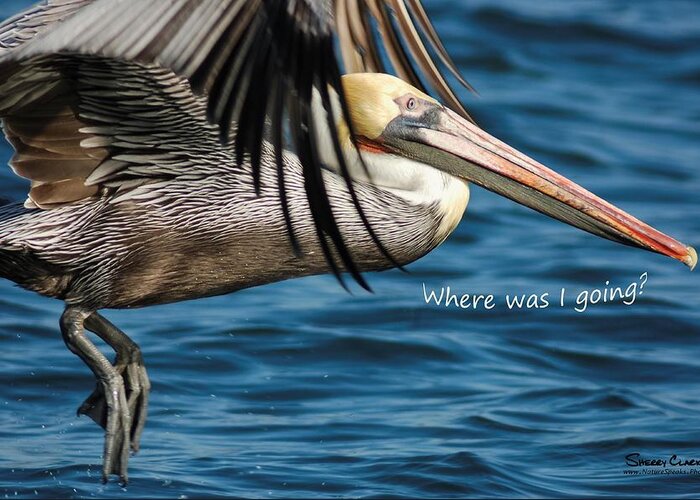  Greeting Card featuring the photograph Brown Pelican says Where Was I Going by Sherry Clark