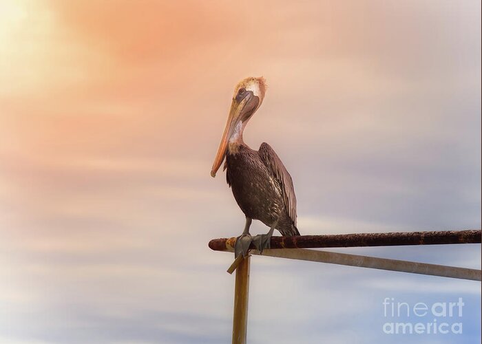 Animal Greeting Card featuring the photograph Brown Pelican Sunset by Robert Frederick