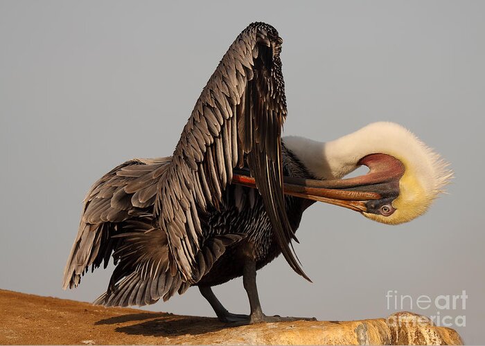 Pelican Greeting Card featuring the photograph Brown Pelican With An Acrobatic Lean And Preen by Max Allen