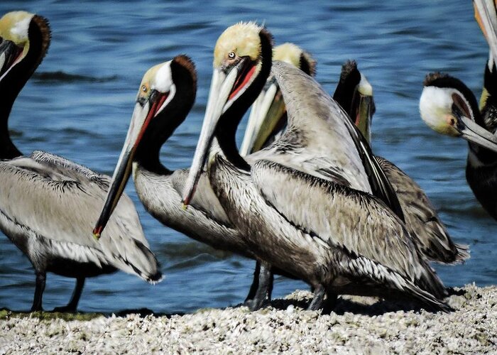 Brown Pelicans Greeting Card featuring the photograph Brown Pelicans preening by Gaelyn Olmsted