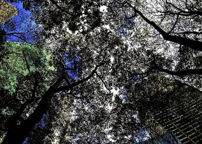 Nycprimeshot Greeting Card featuring the photograph bryant Park Tree Lace
gopro
buy by Joey Curry