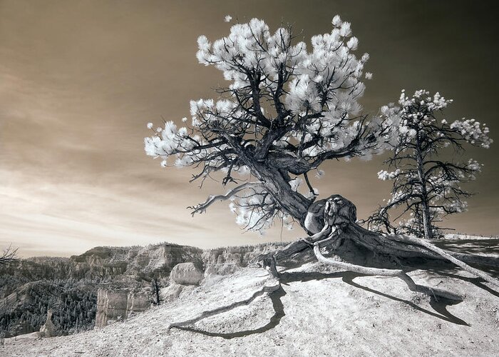 Bryce Greeting Card featuring the photograph Bryce Canyon Tree Sculpture by Mike Irwin