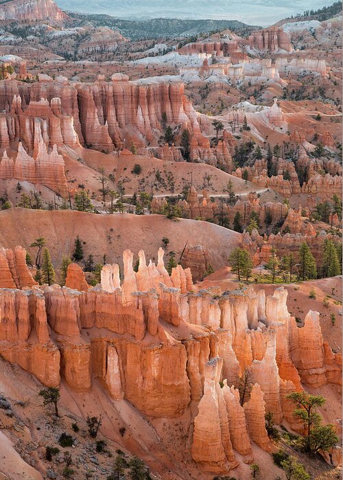Bryce Greeting Card featuring the photograph Bryce Morning View by Denise Bush