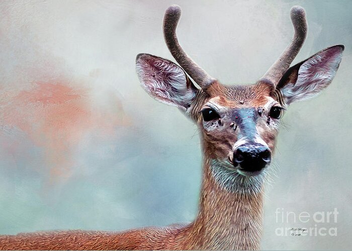 Deer Greeting Card featuring the photograph Buck Deer Portrait by DB Hayes