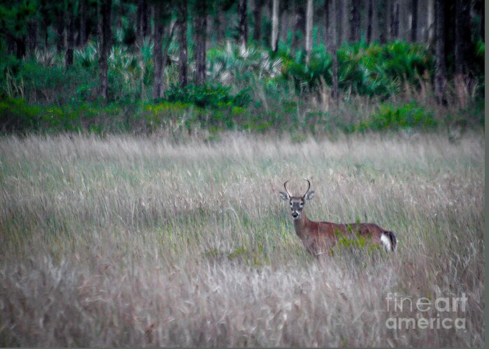 Buck Greeting Card featuring the photograph Buck in Grass by Tom Claud