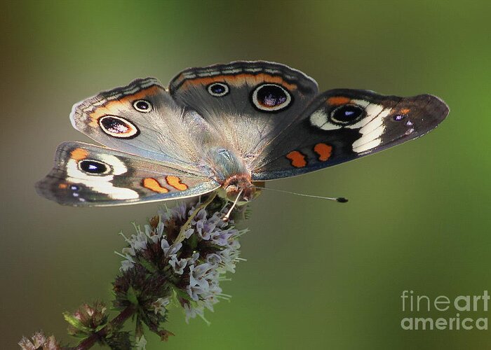 Butterfly Greeting Card featuring the photograph Buckeye Beauty by Anita Oakley