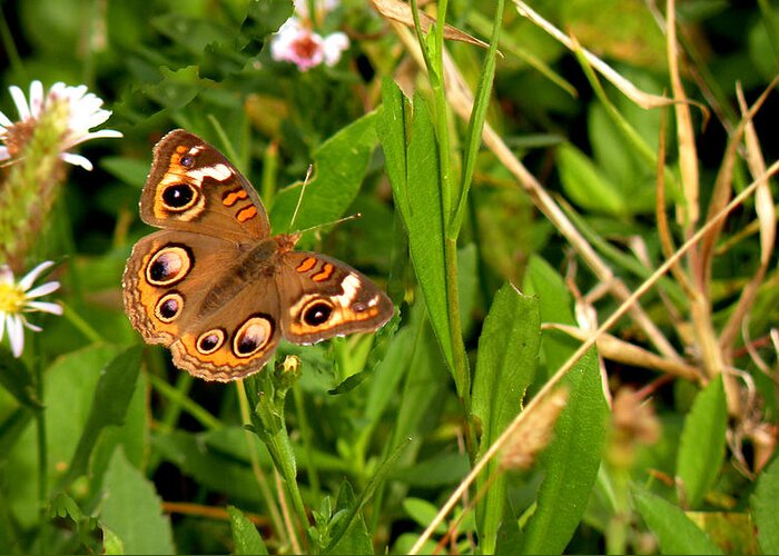 Butterfly Greeting Card featuring the photograph Buckeye Butterfly in Nature by Rosalie Scanlon