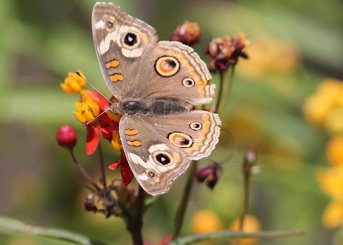 Butterfly Greeting Card featuring the photograph Buckeye Butterfly by Liz Vernand