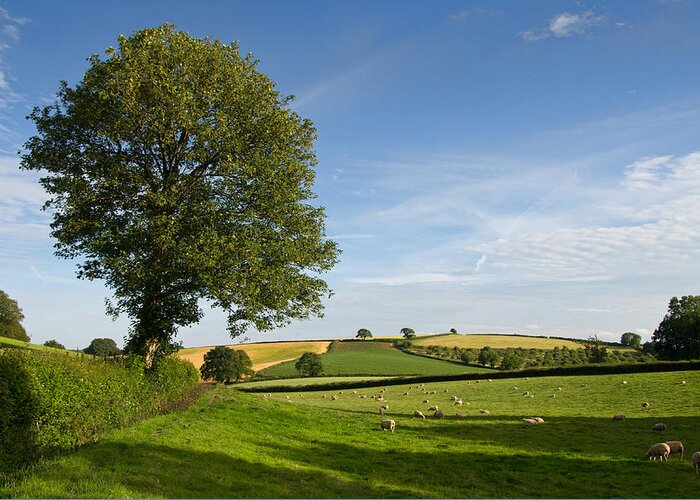 Hele Farm Greeting Card featuring the photograph Bucolic Mid Devon by Pete Hemington
