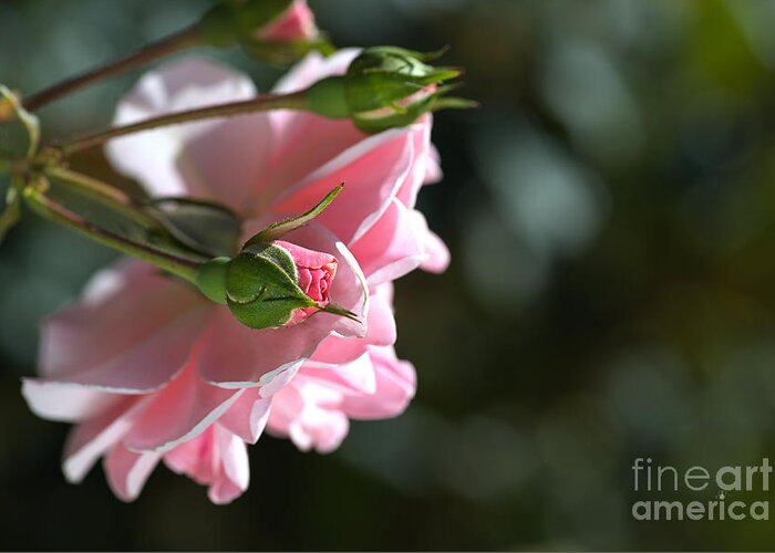 Mary Mackillop Rose Variety Greeting Card featuring the photograph Bud With Parent Rose by Joy Watson