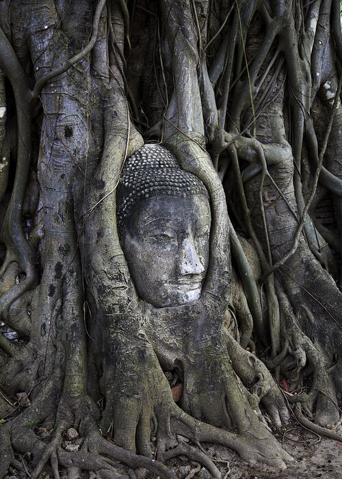 Buddha Head In Tree Greeting Card featuring the photograph Buddha Head in Tree by Adrian Evans