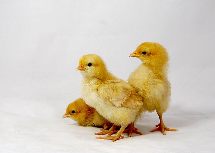 Adorable Greeting Card featuring the photograph Buff Orpington Trio by Richard Reeve