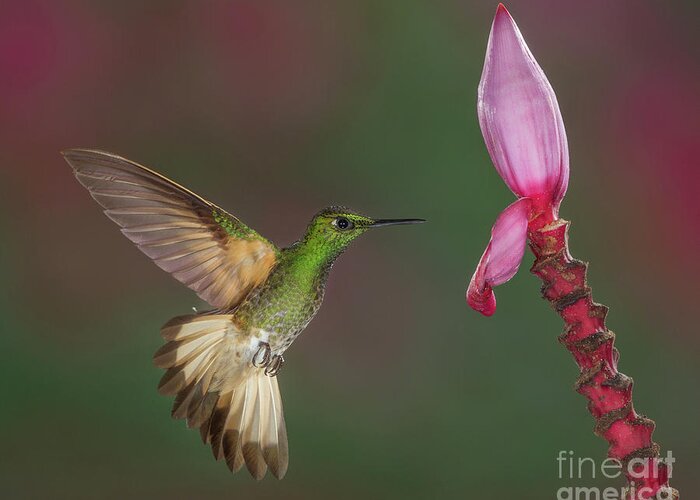 Animal Greeting Card featuring the photograph Buff-tailed Coronet approaching Banana Flower by Jerry Fornarotto