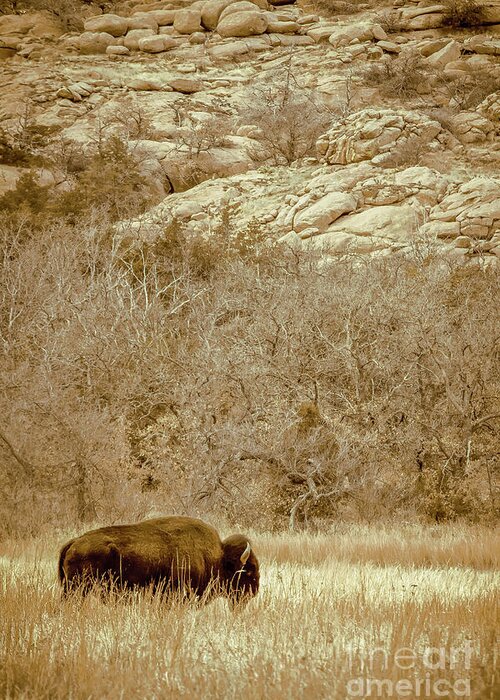Animal Greeting Card featuring the photograph Buffalo And Rocks by Robert Frederick