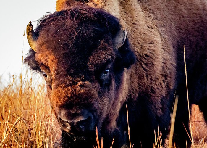 Jay Stockhaus Greeting Card featuring the photograph Buffalo Face by Jay Stockhaus