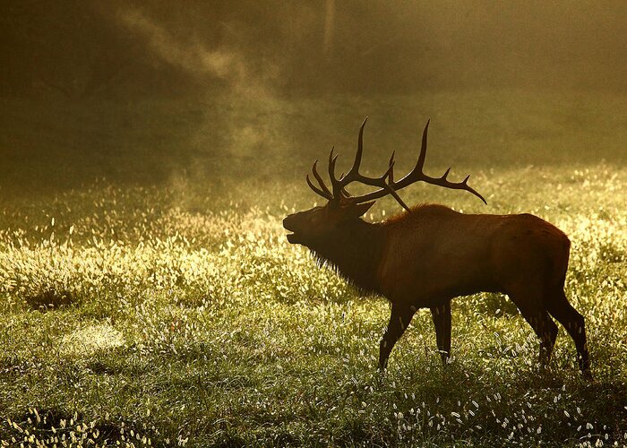 Bull Elk Greeting Card featuring the photograph Bugling Elk in November Sunrise by Michael Dougherty