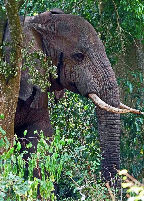 Elephant Greeting Card featuring the photograph Bull Elephant in the Jungle by Michael Cinnamond