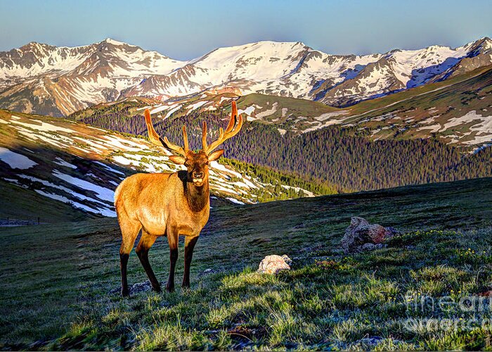 Elk Greeting Card featuring the photograph Bull Elk at First Light by Jean Hutchison
