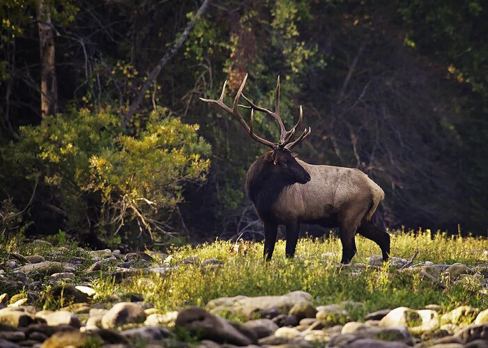 Bull Elk Greeting Card featuring the photograph Bull Elk Checking for Competition by Michael Dougherty