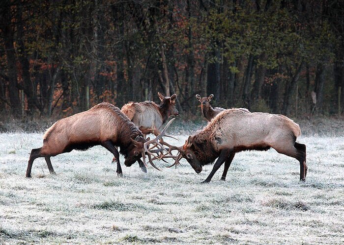 Bull Fight Greeting Card featuring the photograph Bull Elk Fighting in Boxley Valley by Michael Dougherty