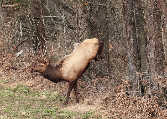 Bull Elk Greeting Card featuring the photograph Bull Elk Jumping Fence by Michael Dougherty