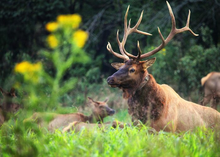 Elk Greeting Card featuring the photograph Bull Elk Rutting in Boxley Valley by Michael Dougherty