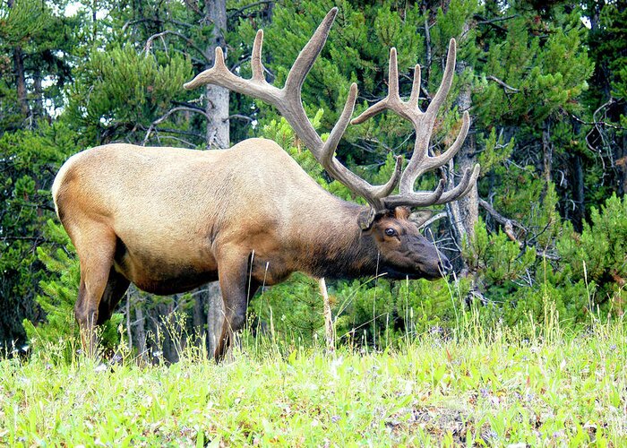 American Elk Greeting Card featuring the photograph Bull Elk with a Big Rack by Gunther Allen